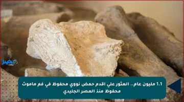 1.1 مليون عام.. العثور على أقدم حمض نووي محفوظ في فم ماموث محفوظ منذ العصر الجليدي